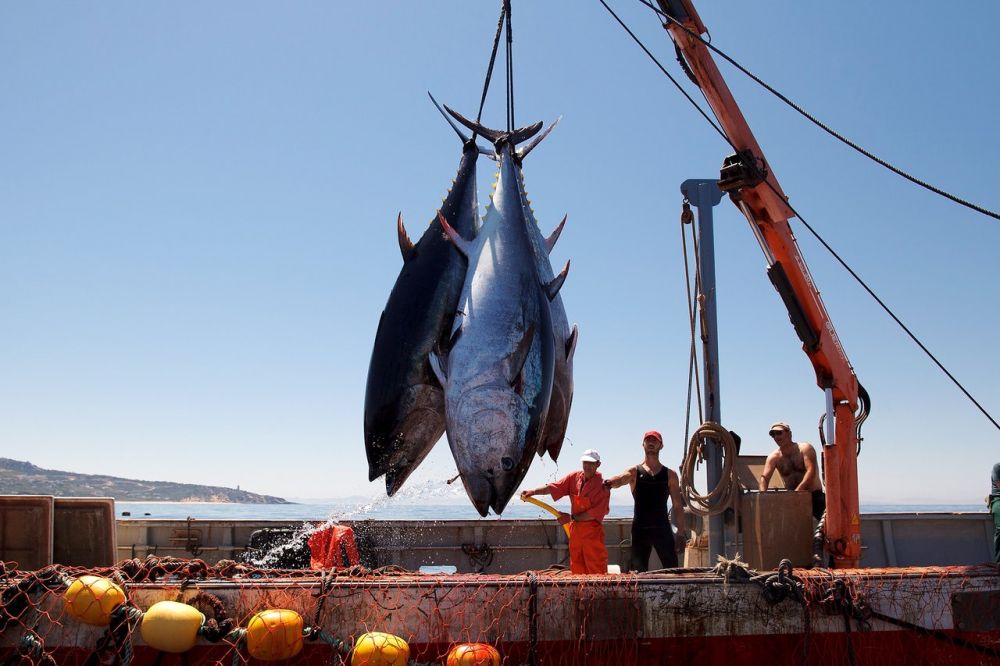 “Absolutely Every One” – 15 Out of 15 – Bluefin Tuna Tested In California Waters Contaminated with Fukushima Radiation