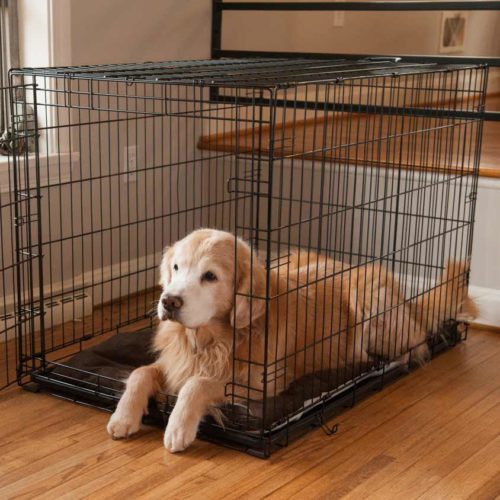 Best Extra Large Dog Crates for Big Dogs