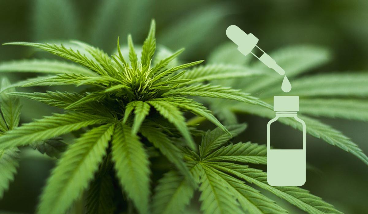 CBD Vs. Hemp Oil: What’s the Difference?
